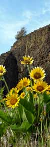 Balsamroot sunflowers at Dougs Beach State Park