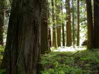 Old growth forest