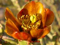 Opunita acanthocarpa