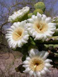 saguaro blossoms