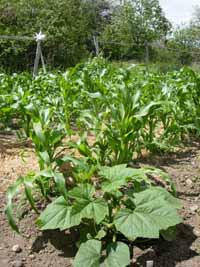 Corn and squash in organic garden