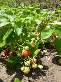 strawberries