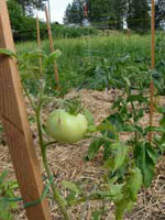 community garden