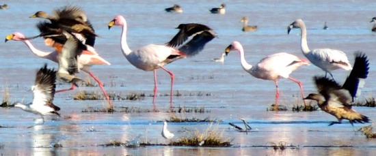 Flamingos at Laguna de los Pozuelos