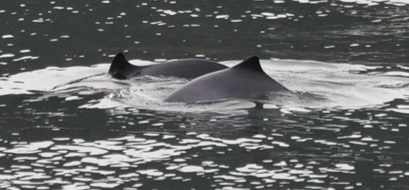 harbor porpoise