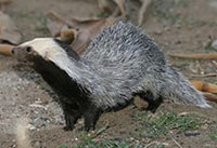 patagonian weasel