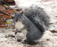 western gray squirrel in snow