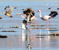 flamingos and waterbirds at Laguna de los Pozuelos, Argentina