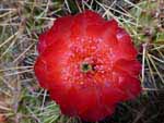 red magic cactus