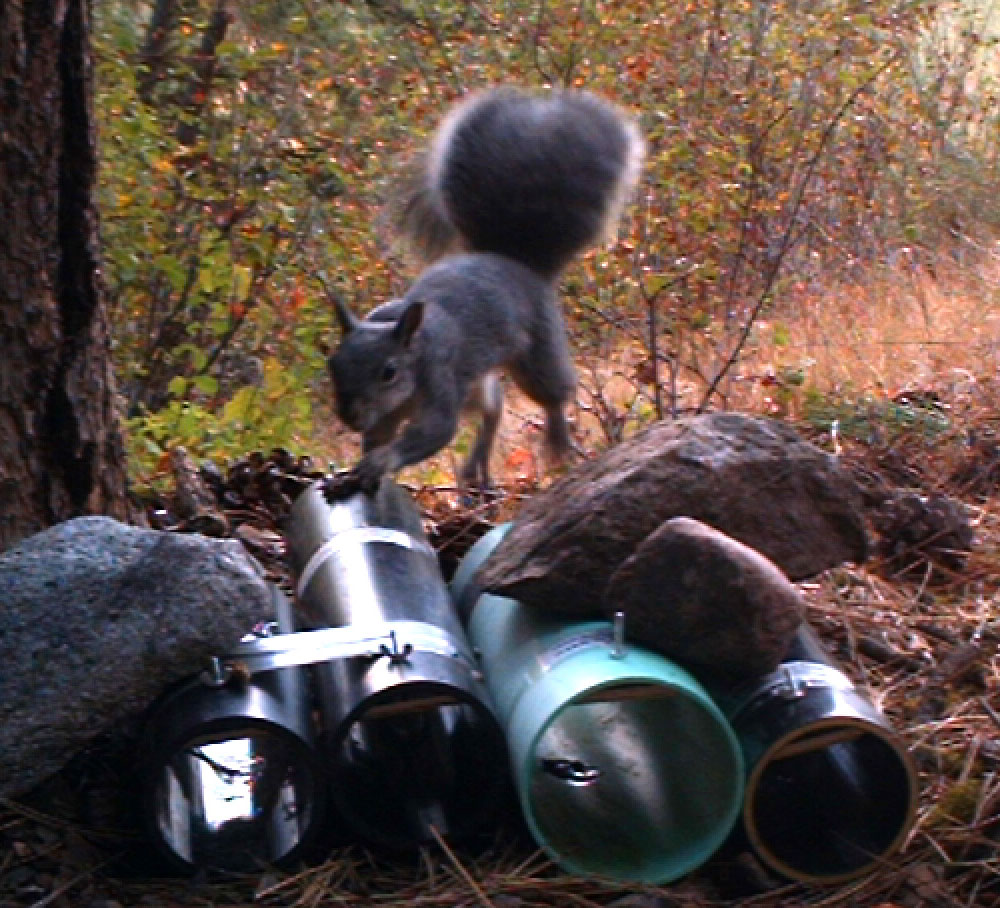 western gray squirrel